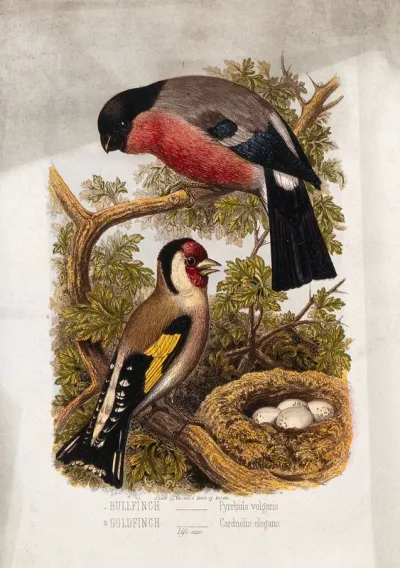 A bullfinch (Pyrrhula vulgaris) and goldfinch (Carduelis elegans) by a nest of eggs