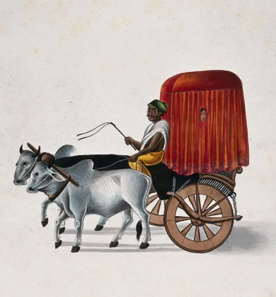 A bullocks drawing a wagon from which a woman peeps out through the curtains