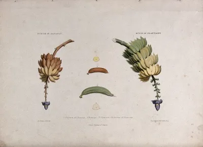 A bunch of bananas (Musa species) and a bunch of plantains (Musa x paradisiaca)