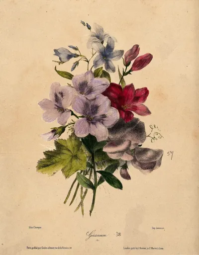A bunch of flowering geraniums and sweet peas