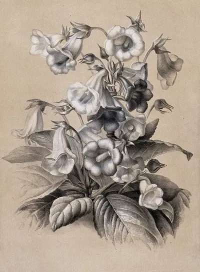 A bunch of flowering gloxinias (Sinningia speciosa var.)