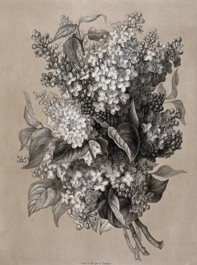 A bunch of flowering lilacs (Syringa vulgaris)
