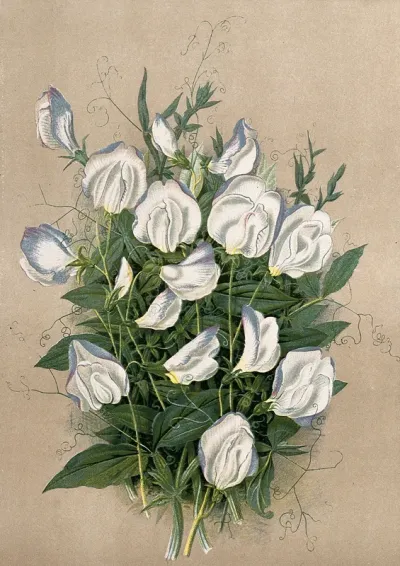 A bunch of flowering sweet peas (Lathyrus odoratus var.)