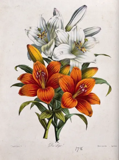 A bunch of orange and white lily flowers