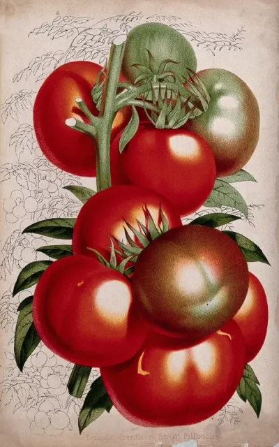 A bunch of tomatoes (Lycopersicon esculentum)