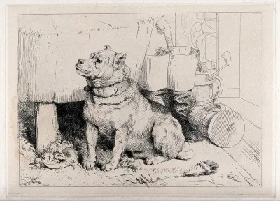 A burly terrier with cropped ears sitting on a ramskin, beside a butcher's block