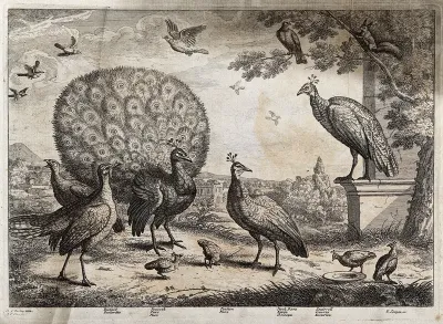 A bustard, peacock and peahen, stock dove and squirrel in the grounds of a large house