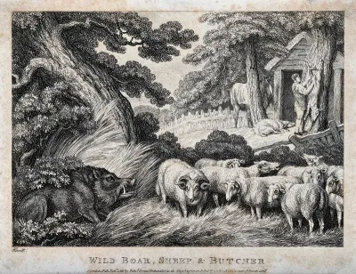 A butcher disembowels a sheep while a wild boar threatens the rest of the flock