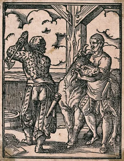 A butcher wielding an axe to slaughter a bull