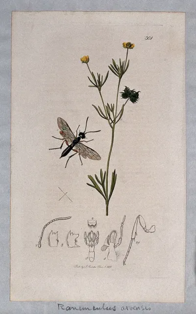 A buttercup (Ranunculus arvensis) with an associated insect and its abdominal segments