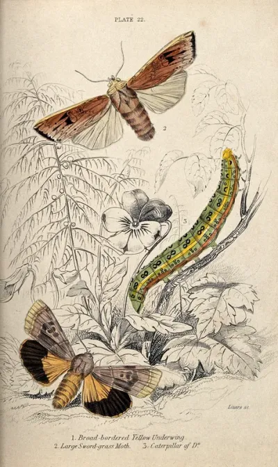 A butterfly, a moth and a caterpillar in a meadow