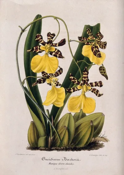A butterfly orchid (Oncidium barkerii): flowering plant
