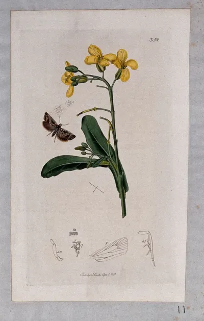 A cabbage plant (Brassica oleracea) with an associated moth or butterfly and its anatomical segments