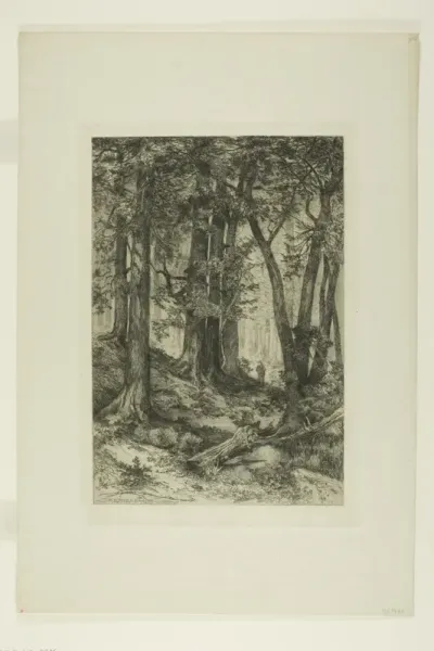 A California Forest