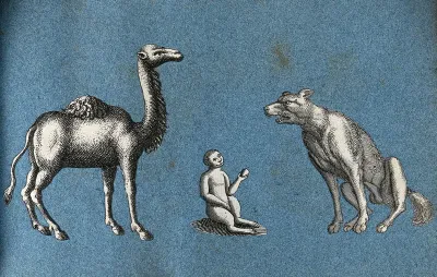 A camel, a monkey and a wolf (or dog?)