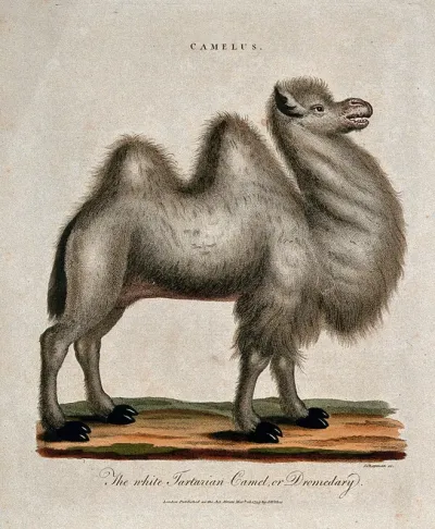 A camel. Coloured stipple print by J. Chapman, 1799