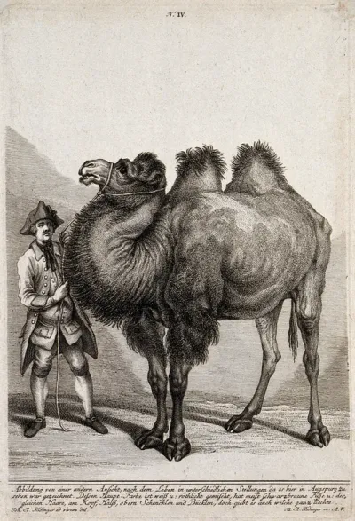 A camel held by a man in European attire