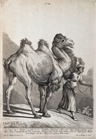 A camel lifting its tail to urinate while walking with its Turkish drover