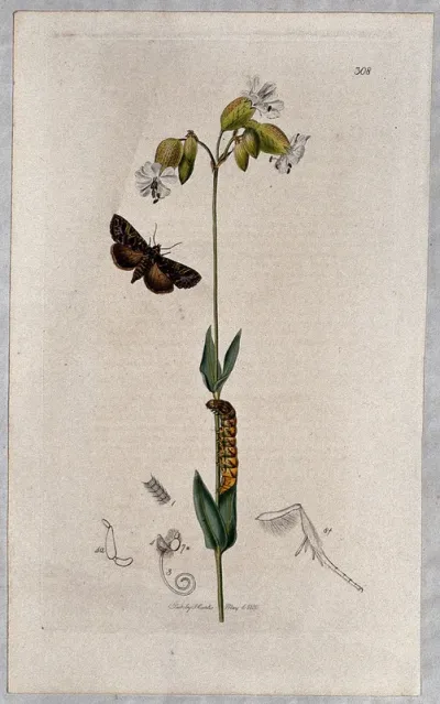 A campion plant (Silene cucubalus) with an associated moth, its caterpillar and its abdominal segments