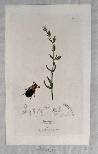 A campion plant (Silene gallica) with an associated beetle and its anatomical segments
