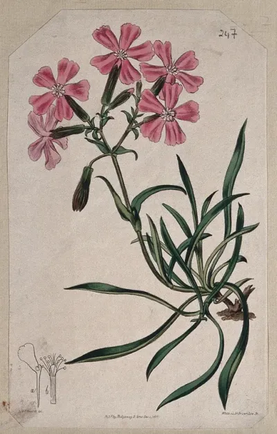 A campion plant (Silene species): flowering stem and floral segments