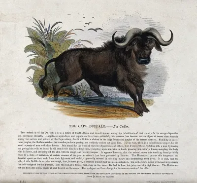 A Cape buffalo standing in shallow water