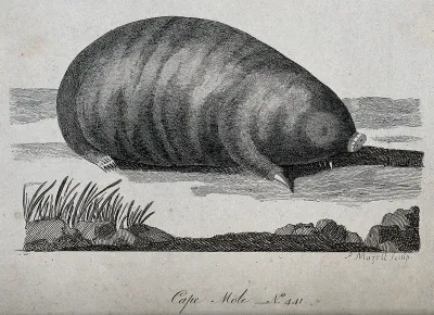 A cape mole sitting on the ground