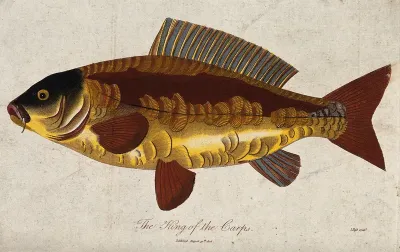 A carp. Coloured engraving by J. Pass