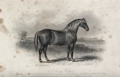 A cart-horse standing on a meadow
