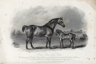 A cart mare and its foal standing in a paddock