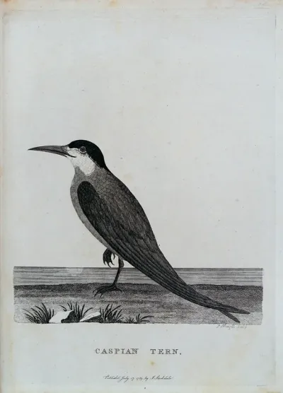 A Caspian tern. Etching by P. Mazell