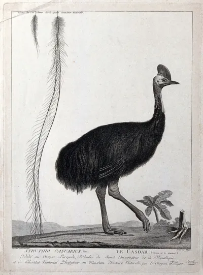 A cassowary walking next to a display of its feathers and a skeletal foot