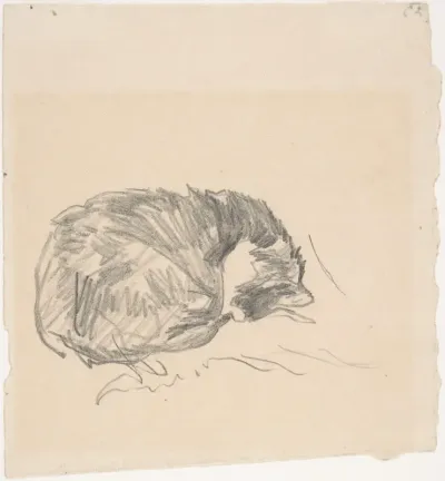 A Cat Curled Up, Sleeping