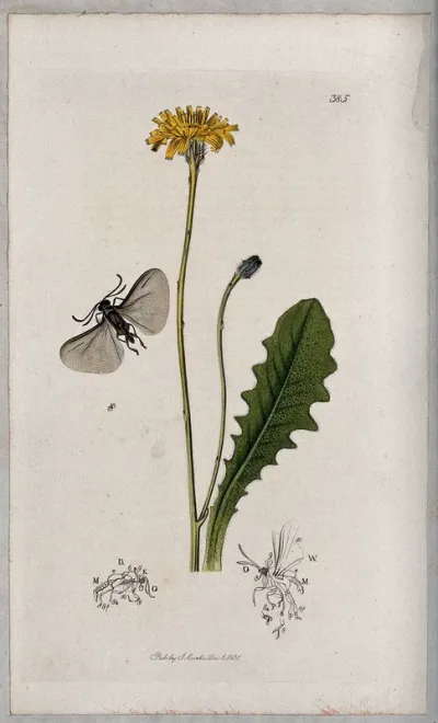 A cat's-ear plant (Hypochaeris radicata) with an associated insect and its anatomical segments
