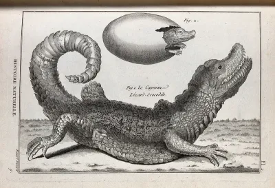 A cayman and its young emerging from an egg