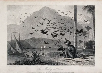 A chained monkey being bombarded by a flock of crows as people arrive on it's land