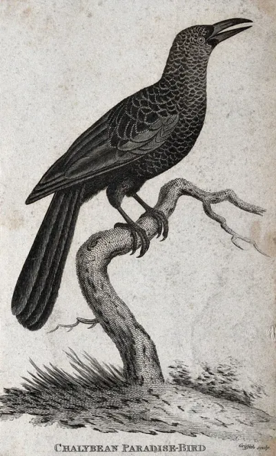 A Chalybean Paradise-Bird sitting on a brabnch of a tree