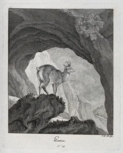 A chamois is standing on a crag in a mountainous landscape