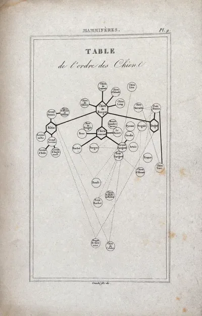 A chart delineating the dog pedigree and interrelations
