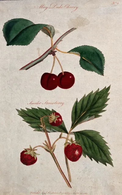 A cherry (Prunus cultivar) and strawberry (Fragaria cultivar): fruiting stems