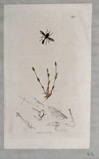 A chickweed plant (Cerastium quaternellum) with an associated insect and its anatomical segments