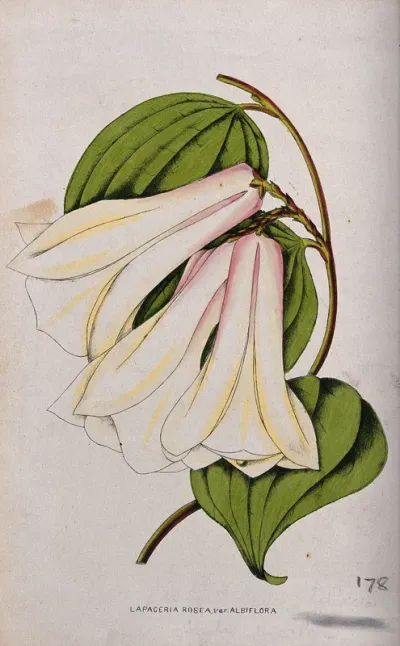 A Chilean bellflower (Lapageria rosea): flowering stem