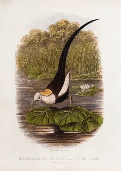 A chinese jacana (Hydrophasianus sinensis)