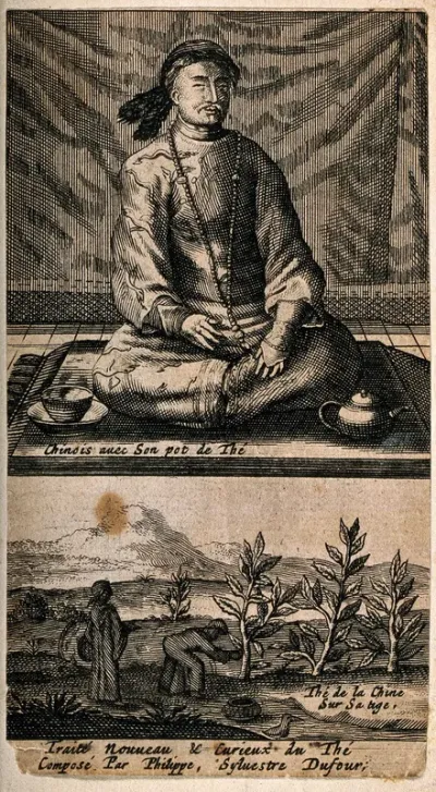A Chinese man with his tea pot, and workers harvesting tea