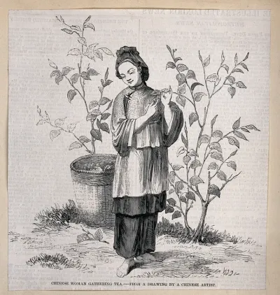 A Chinese woman picking tea leaves