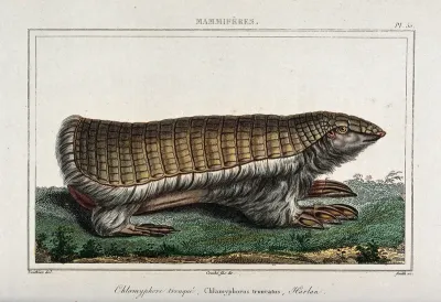 A chlamyphore. Coloured etching by Smith after A.C. Vauthier