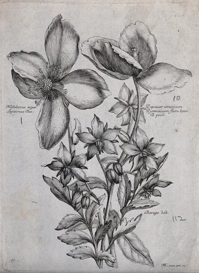 A Christmas rose (Helleborus niger), a poppy (Papaver species) and borage (Borago officinalis): flowering stems
