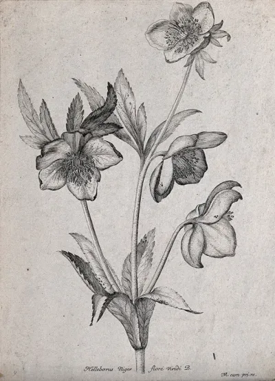 A Christmas rose or black hellebore (Helleborus niger): flowering stem