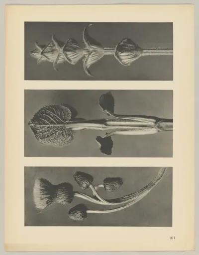 a Cirsium canum; b Phlomis umbrosa; c salvia