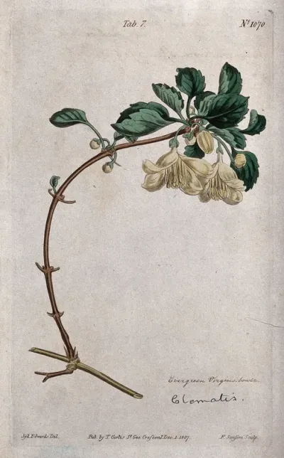 A clematis plant (Clematis cirrhosa): flowering stem